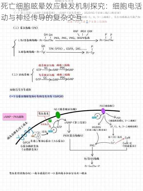 死亡细胞眩晕效应触发机制探究：细胞电活动与神经传导的复杂交互