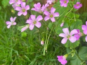 野花高清中文免费日本(野花高清中文免费日本，你了解吗？)