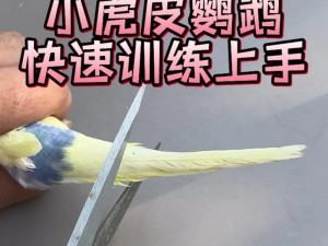 明日之后鹦鹉驯养指南：三段语音教你轻松掌握鹦鹉训练小贴士