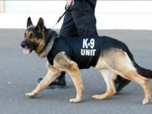 k9包括哪些项目;K9 工作犬包括哪些项目？