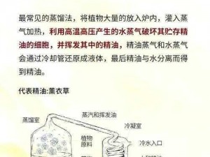 揭秘珊瑚岛松露油的获取之道：天然精华的提炼过程