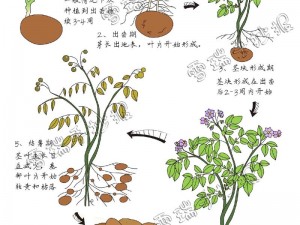 迷你世界土豆种植指南：土豆成熟全解析与种植技巧分享