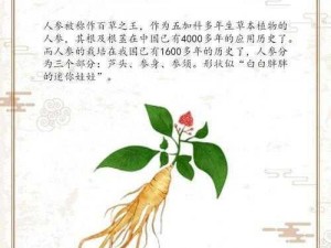 在深山老林探寻人参踪迹：寻参者的全面指南与经验分享