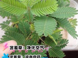 草草含羞草2023成人,草草含羞草 2023 成人：探索成人世界的精彩