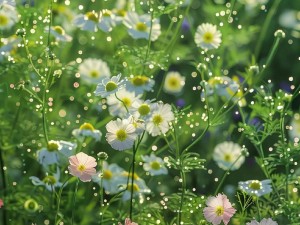 野花视频直播,野花视频直播：探秘神秘的户外世界