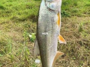 夏天钓红尾饵料选择攻略：精准饵料配方揭秘，高效诱捕红尾鱼技巧大揭秘