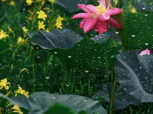 老人船上弄雨荷好吗、老人在船上玩弄雨荷是否合适？