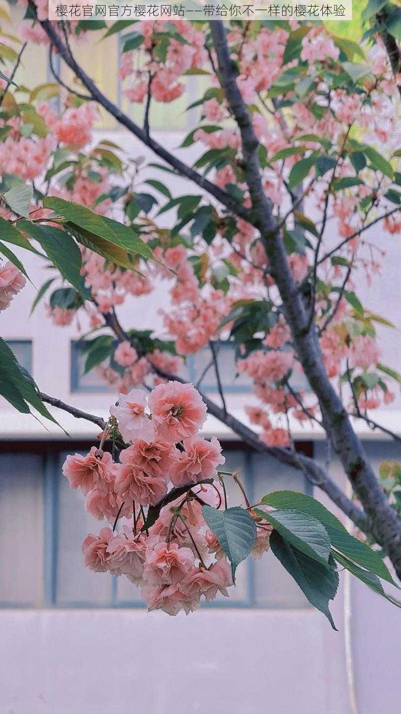 樱花官网官方樱花网站——带给你不一样的樱花体验