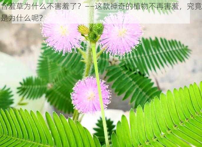 含羞草为什么不害羞了？——这款神奇的植物不再害羞，究竟是为什么呢？