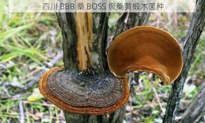 四川 BBB 桑 BOSS 级桑黄椴木菌种