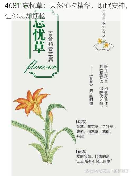 4681 忘忧草：天然植物精华，助眠安神，让你忘却烦恼