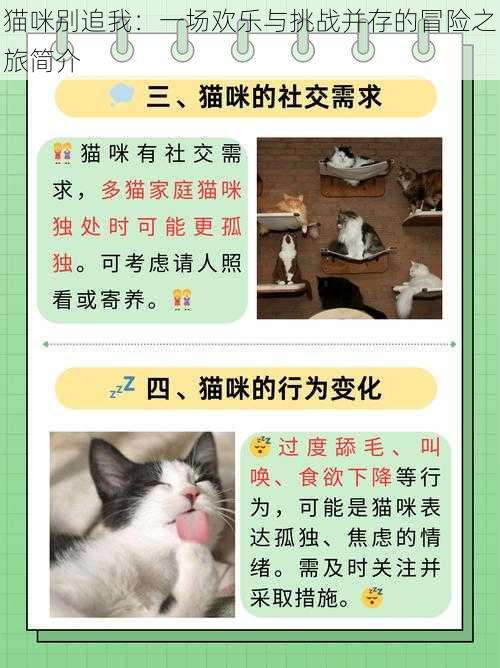 猫咪别追我：一场欢乐与挑战并存的冒险之旅简介