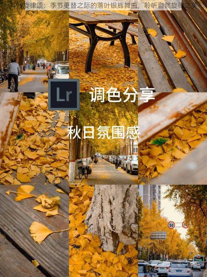 抖音旋律颂：季节更替之际的落叶银辉舞曲，聆听自然旋律之美