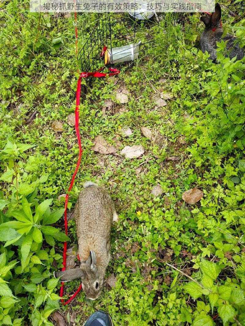 揭秘抓野生兔子的有效策略：技巧与实践指南